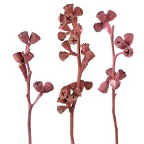 catégorie Plantes exotiques