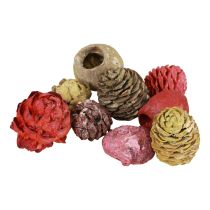 catégorie Pommes de pin