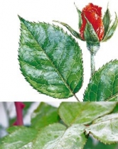Maladies fongiques