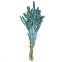Article Fleurs séchées, Setaria Pumila, millet bleu 65cm 200g