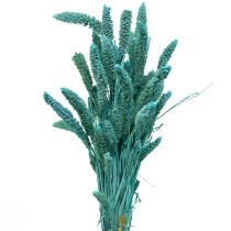 Article Fleurs séchées, Setaria Pumila, millet bleu 65cm 200g