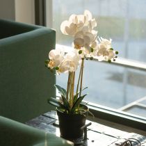 Article Orchidée artificielle en pot pour une ambiance harmonieuse, blanche, 60 cm
