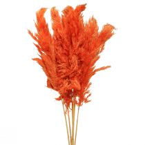 Herbe de pampa déco orange séchée floristique sèche 72cm 6pcs