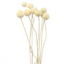 Article Fleurs séchées Craspedia séchées, pilons blanchis 60cm 10 pcs
