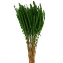 Article Millet à soies vertes Setaria viridis herbe sèche 52cm 28g