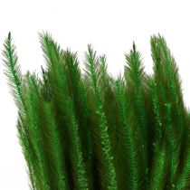 Article Millet à soies vertes Setaria viridis herbe sèche 52cm 28g