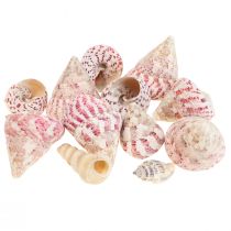 Décoration maritime décoration coquilles d&#39;escargots rose Trochus Maculatus 1100gr