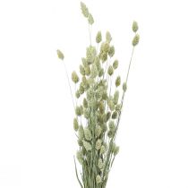 Herbes séchées Phalaris séchées nature floristique sèche 55cm 80g