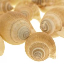 Coquilles d&#39;escargot Déco Escargot de Mer Marron Blanc 3.5-5cm 250g