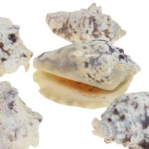 Coquilles d&#39;escargots déco escargots de mer naturel 5.5-7.5cm 250g