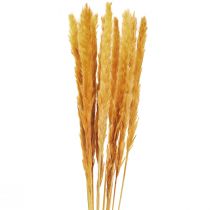 Article Décoration d&#39;herbe de pampa, herbe de pampa séchée herbe de pampa jaune 74cm 10 pièces