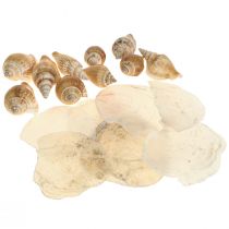 Moules de Capiz décoration coquille d&#39;escargot marron maritime blanc 600g