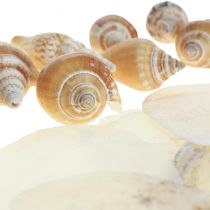 Article Moules de Capiz décoration coquille d&#39;escargot marron maritime blanc 600g