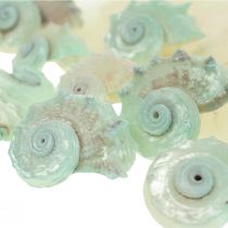 Capiz Nacre Tranches Nacre Escargot de Mer Coquille Vert 2–9cm 650g