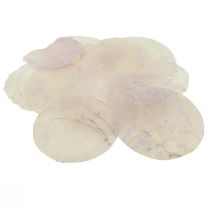 Coquillages Capiz disques nacre déco coquillages rose clair Ø8cm