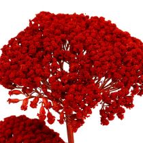 Achillea 1kg coquelicot rouge