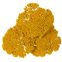Article Achillée jaune (Achillea Natur Gelb) - Fleurs séchées jaunes 1 kg