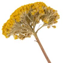 Article Achillée jaune (Achillea Natur Gelb) - Fleurs séchées jaunes 1 kg