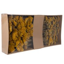 Article Achillée jaune (Achillea Natur Gelb) - Fleurs séchées jaunes 1 kg