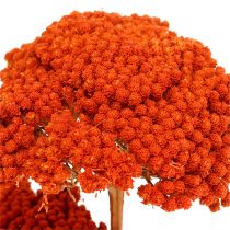 Achillée 1kg orange