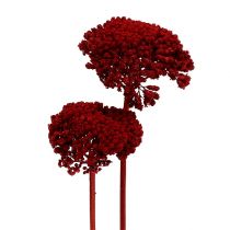 Article Achillée 1kg vin rouge