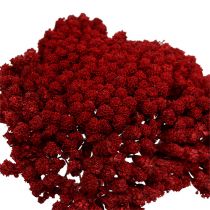 Article Achillée 1kg vin rouge
