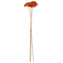 Article Achillée millefeuille orange séchée, 45-60 cm, 1 kg