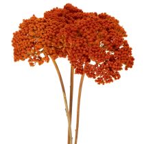 Article Achillée millefeuille orange séchée, 45-60 cm, 1 kg