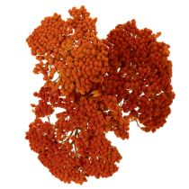 Article Achillée millefeuille orange séchée, 45-60 cm, 1 kg