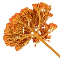 Article Achillée millefeuille orange séchée, 45-60 cm, 1 kg