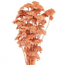 Article Achillée millefeuille fleurs des prés séchées saumon 40-50cm 80g