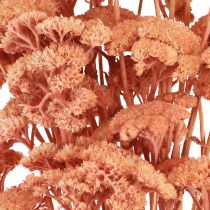 Article Achillée millefeuille fleurs des prés séchées saumon 40-50cm 80g