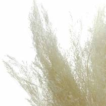 Herbe sèche Agrostis blanchie 40g