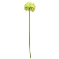 Article Oignon ornemental artificiel fleur verte Allium Ø18cm 90cm
