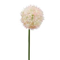 Allium crème-rose Ø 14 cm L. 65 cm