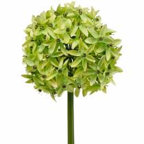 Article Oignon ornemental Allium, fleur en soie, boule artificielle vert poireau Ø20cm L72cm