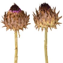 Article Artichaut séché en fleur Cynara Ø9cm 16 pcs