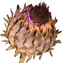 Article Artichaut séché en fleur Cynara Ø9cm 16 pcs