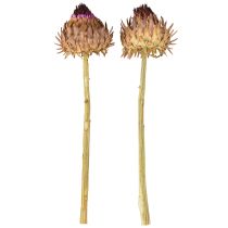 Article Fleur d'artichaut artichaut séché Cynara Ø9cm 16 pcs