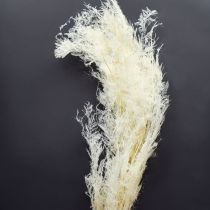Article Asperges séchées, asperges ornementales, crème, 90 cm, 5 pièces