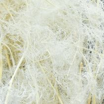 Article Asperges séchées, asperges ornementales, crème, 90 cm, 5 pièces