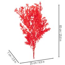 Article Bottes d'asperges séchées pour compositions florales, 65 cm, 80 g