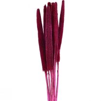 Article Millet perlé, babala roseau, millet rose 70cm 10 pcs
