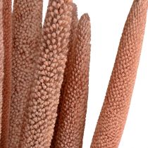Article Millet perlé, babala de roseau, millet rouge brun 70cm 10 pcs