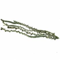Article Tige de Banane Dekoast Vert, blanchi à la chaux 20 pcs