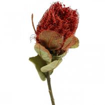 Article Banksia Baxteri Banksia Exotique Fleurs Séchées Rouge 10pcs