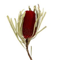 Article Banksia Hookerana rouge 7pcs