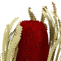 Article Banksia Hookerana rouge 7pcs