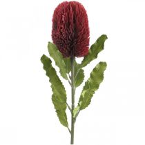 Article Fleur Artificielle Banksia Rouge Bordeaux Artificielle Exotiques 64cm