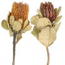 Article Banksia coccinea fleurs séchées nature 10pcs